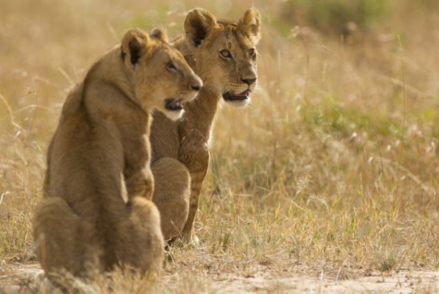 Maasai Mara Day Trip
