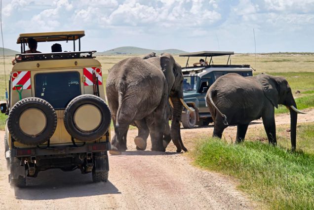 Amboseli Bush Safari, 3 Days, 2 Nights : In the Shadow of Kilimanjaro