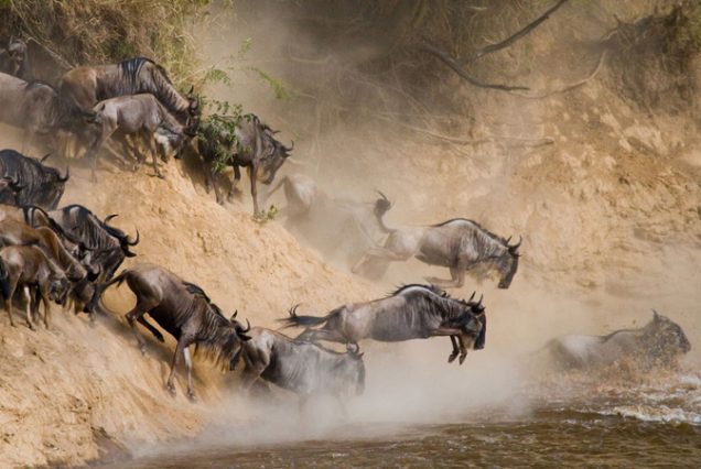 The Greatest Show on Earth: 3-Day Maasai Mara Great Migration Safari
